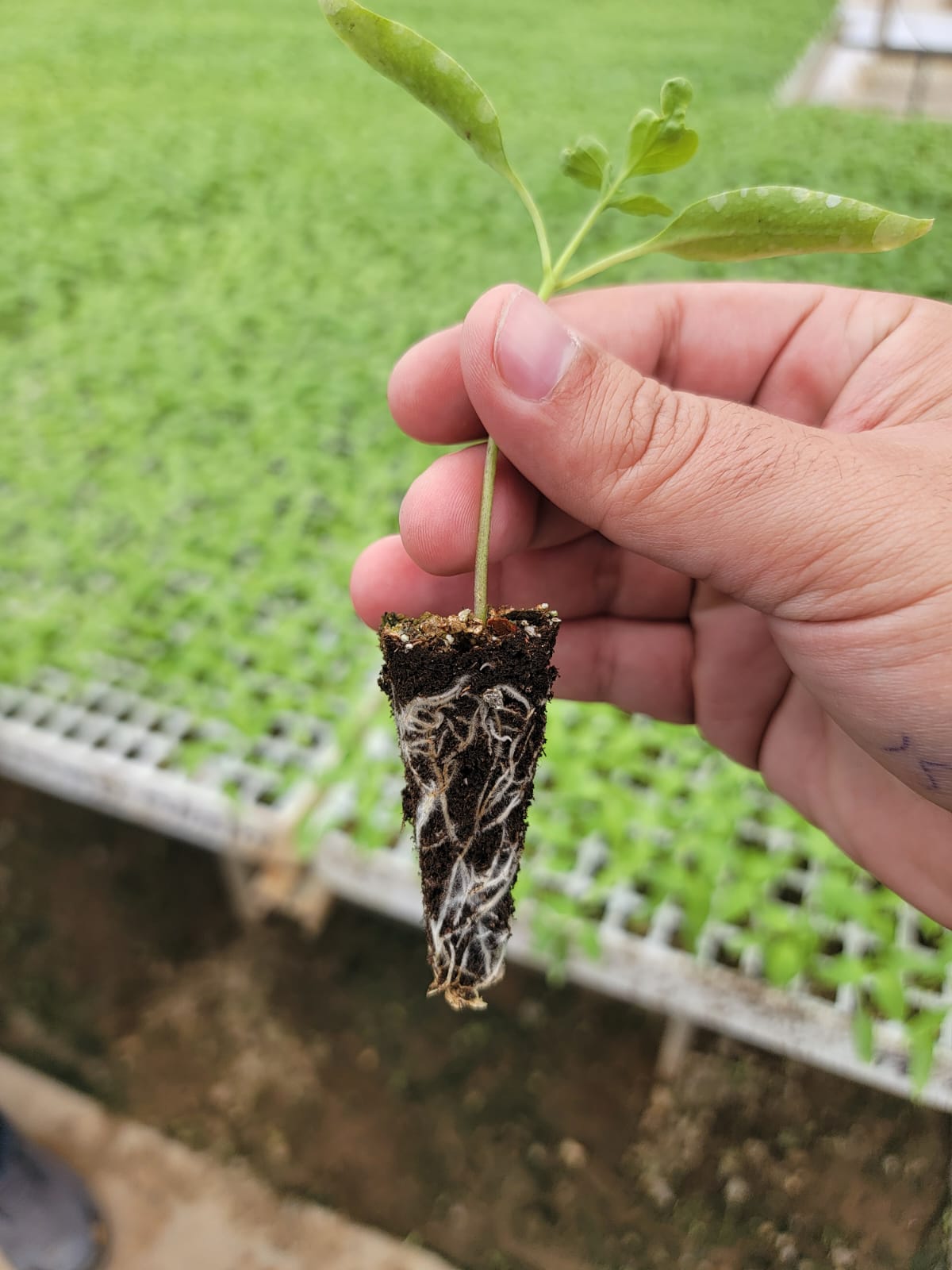 Mano sosteniendo un cepellón de plántula con el sistema de raíces blanco completamente desarrollado.