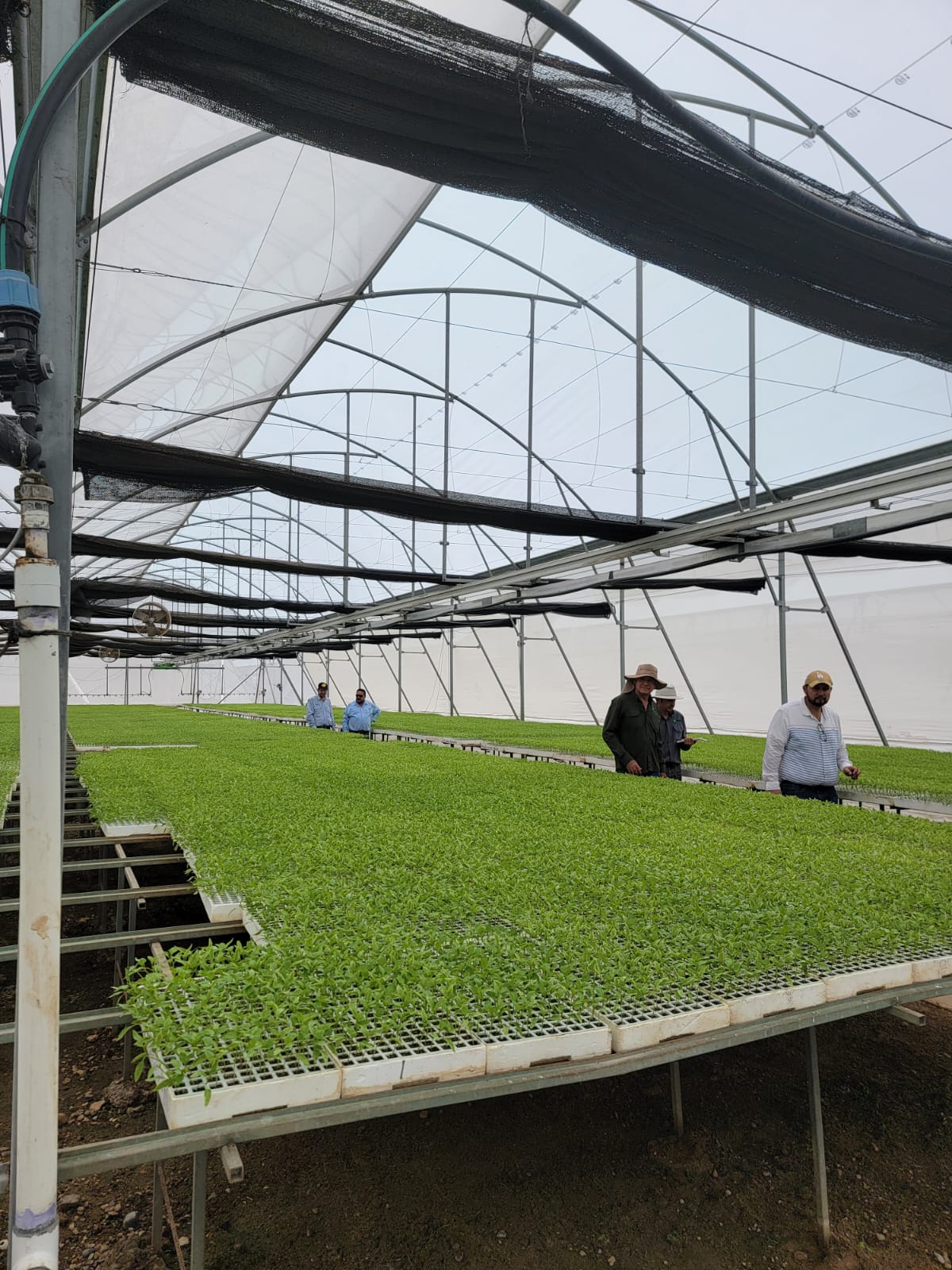 Personal de HDA Seed recorriendo los bancos de plántula dentro del invernadero.